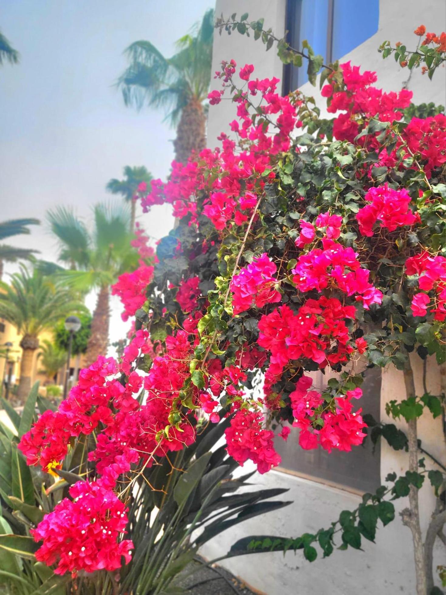 Oasis Dunas Raices Del Mar Paraiso Unico Apartment *